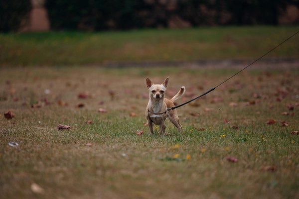 Mastering Live Dealer Action: How Win Diggers Org.Uk Transforms the Online Casino Experience