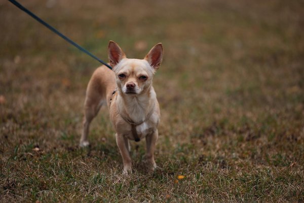 Stratégies d'experts pour le Blackjack mobile chez Hreonline.Com